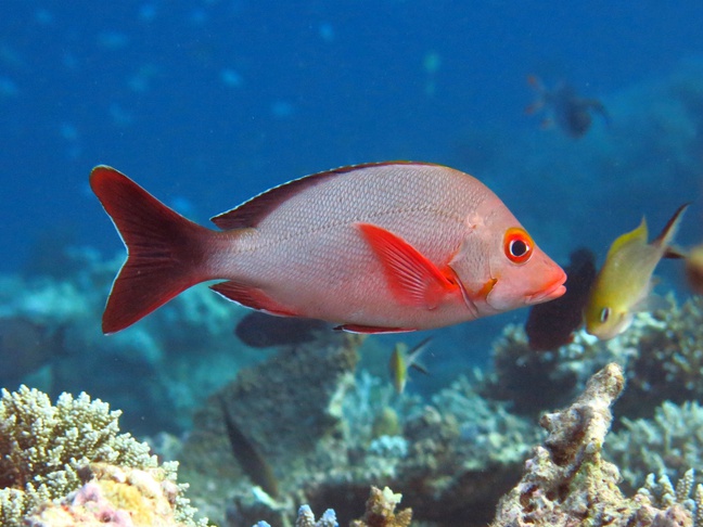 Humpback red snapper - MyFishGallery